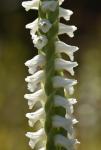 Spiranthes bightensis M.C. Pace