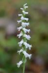 Spiranthes cernua (L.) L.C. Rich.