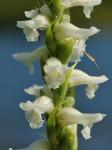 Spiranthes cernua (L.) L.C. Rich.