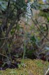 Spiranthes cernua (L.) L.C. Rich.