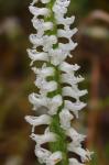 Spiranthes cernua (L.) L.C. Rich.