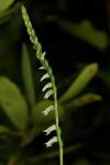 Spiranthes eatonii Ames ex P.M. Brown