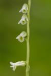 Spiranthes eatonii Ames ex P.M. Brown