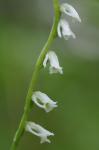 Spiranthes eatonii Ames ex P.M. Brown
