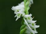 Spiranthes lacera (Raf.) Raf. var. gracilis (Bigelow) Luer