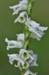 Spiranthes lacera (Raf.) Raf. var. gracilis (Bigelow) Luer