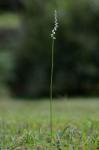 Spiranthes lacera (Raf.) Raf. var. gracilis (Bigelow) Luer