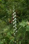 Spiranthes lacera (Raf.) Raf. var. lacera