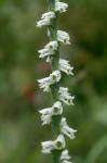 Spiranthes lacera (Raf.) Raf. var. lacera