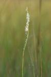 Spiranthes laciniata (Small) Ames
