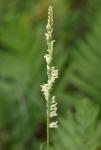 Spiranthes laciniata (Small) Ames
