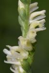 Spiranthes laciniata (Small) Ames