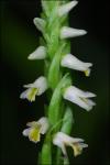 Spiranthes lucida (H.H.Eat.) Ames