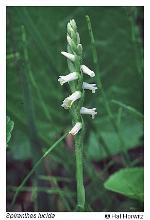 Spiranthes lucida (H.H.Eat.) Ames