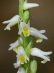 Spiranthes lucida (H.H.Eat.) Ames