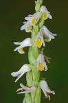 Spiranthes lucida (H.H.Eat.) Ames