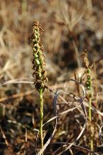 Spiranthes magnicamporum Sheviak