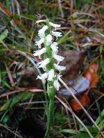 Spiranthes magnicamporum Sheviak