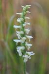 Spiranthes magnicamporum Sheviak