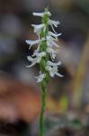 Spiranthes magnicamporum Sheviak