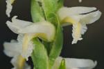 Spiranthes magnicamporum Sheviak