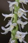 Spiranthes magnicamporum Sheviak
