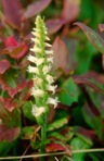 Spiranthes ochroleuca (Rydb.) Rydb.