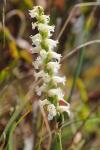 Spiranthes ochroleuca (Rydb.) Rydb.