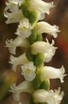 Spiranthes ochroleuca (Rydb.) Rydb.
