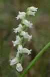 Spiranthes ochroleuca (Rydb.) Rydb.