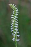 Spiranthes odorata (Nutt.) Lindl.