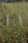 Spiranthes odorata (Nutt.) Lindl.