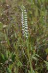 Spiranthes odorata (Nutt.) Lindl.