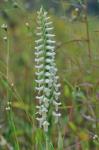 Spiranthes odorata (Nutt.) Lindl.