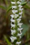 Spiranthes odorata (Nutt.) Lindl.