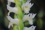 Spiranthes odorata (Nutt.) Lindl.