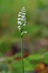 Spiranthes ovalis Lindl. var. erostellata Catling