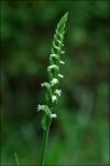 Spiranthes ovalis Lindl. var. erostellata Catling