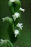 Spiranthes ovalis Lindl. var. erostellata Catling