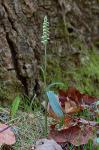 Spiranthes ovalis Lindl. var. erostellata Catling