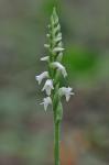 Spiranthes ovalis Lindl. var. erostellata Catling