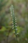 Spiranthes ovalis Lindl. var. erostellata Catling