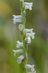 Spiranthes praecox (Walt.) S.Wats.