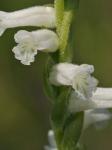 Spiranthes praecox (Walt.) S.Wats.