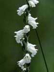 Spiranthes praecox (Walt.) S.Wats.