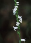 Spiranthes tuberosa Raf.