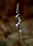 Spiranthes tuberosa Raf.