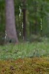 Spiranthes tuberosa Raf.