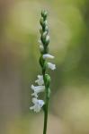 Spiranthes tuberosa Raf.