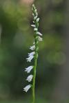 Spiranthes tuberosa Raf.